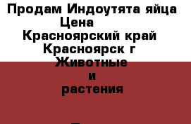 Продам Индоутята яйца › Цена ­ 350 - Красноярский край, Красноярск г. Животные и растения » Птицы   . Красноярский край,Красноярск г.